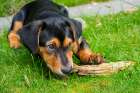 Dachshund mix puppy in grass. Art Print